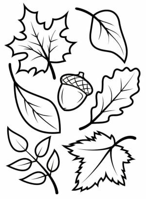 Раскраска «Осенний лист»