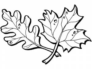 Раскраски листья, Раскраска осенние листья Контуры листьев