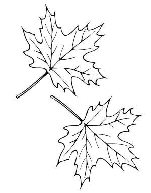 Раскраски Раскраска Листья клёна кленовый лист