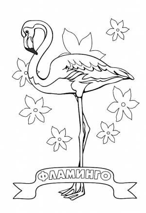 Раскраска Фламинго