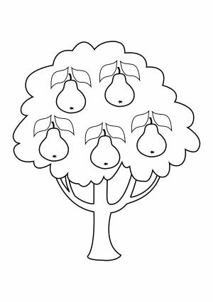 Раскраска «Грушевое дерево»