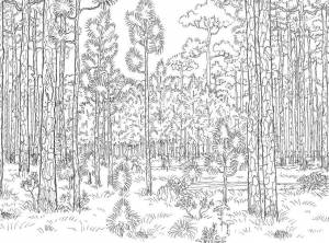 Раскраски деревья, Раскраска Высокие деревья кустарники природа леса лес