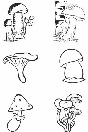 Раскраски Раскраска Грибы грибы