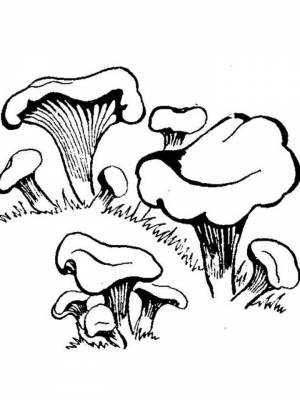 Раскраски грибы Лисички   в формате