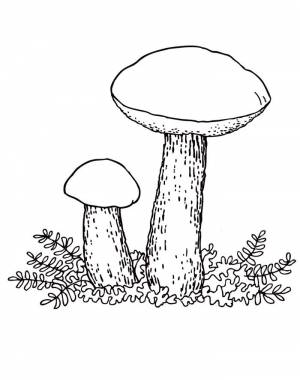 Раскраска грибы для детей распечать