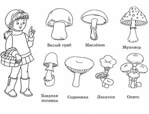 Раскраски Съедобные и несъедобные грибы для детей