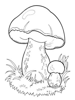 Раскраски Белый гриб