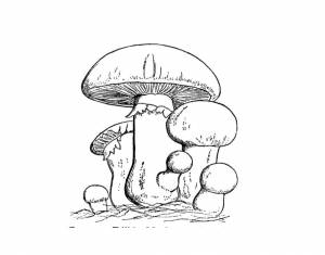 Раскраски грибы, Раскраска Гриб боровик Раскраски Раскраски грибы растения