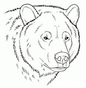 раскраски медведь