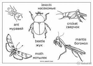 Картинки-раскраски насекомых, насекомые богомол, сверчок, мотылек, муравей
