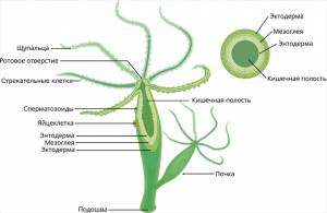 Строение представителей Типа Кишечнополостные