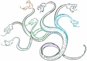 Гидра раскраска