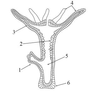 Кишечнополостные ЕГЭ