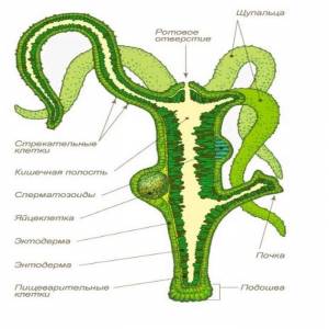 Гидра рисунок биология
