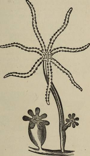 DataLife Engine > Версия для печати > Гидра раскраска