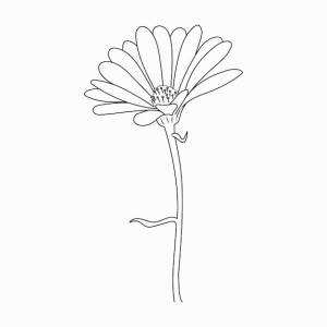 Пресноводная гидра в цвете и каракули на белом