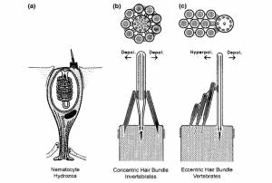 Абсолютное оружие
