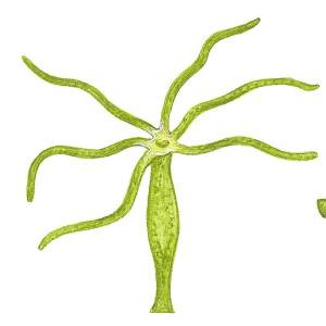 Гидра рисунок биология