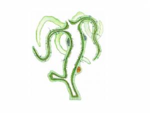 Презентация к уроку биологии