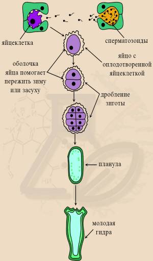 Кишечнополостные ЕГЭ