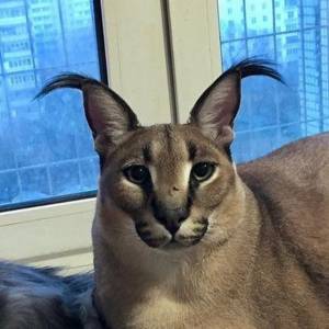 Шлепа порода кошек