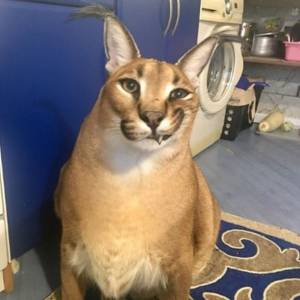 Котик шлепа