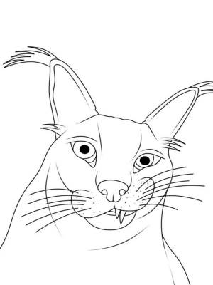 Раскраски Кот Шлёпа