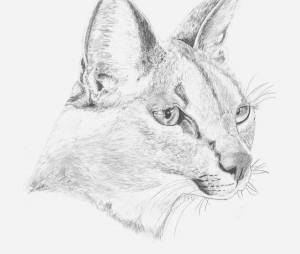 Раскраски кот каракал