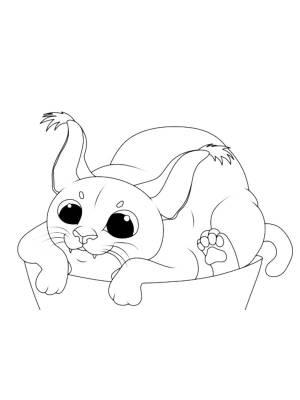 Кот шлепа раскраска