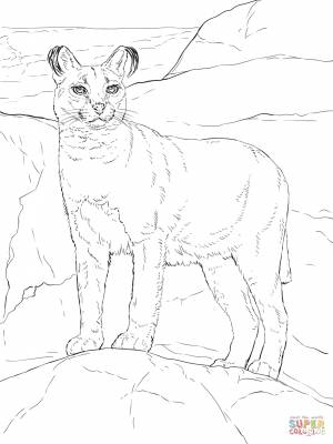 Раскраска Каракал