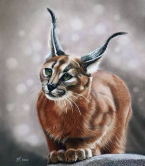 Каракал рисунок