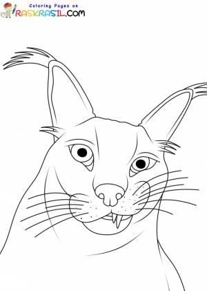 Раскраски кот Шлёпа