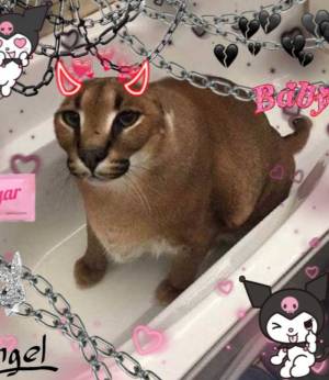 Пин на доске Big Floppa