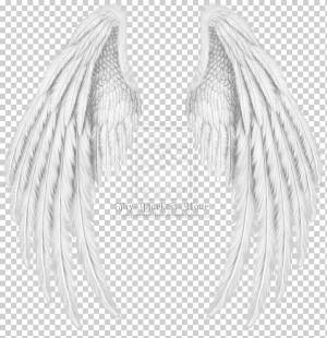 Твой темный час белых крыльев, рисунок херувима крыло ангела, ангел, крылья, монохромный, птица png