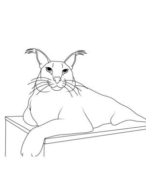 Раскраски Кот Шлёпа
