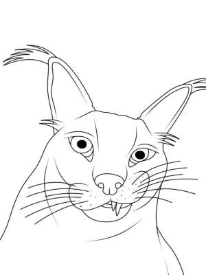 Раскраски шлепа