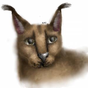 Авторский Шлёпа