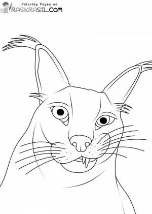 Раскраски Шлепа кот