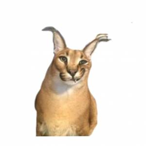 Шлёпа на белом фоне