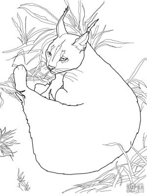 Раскраски шлепа кот