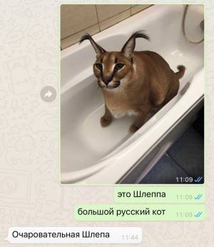 Котик шлепа