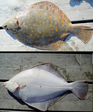 Морская камбала
