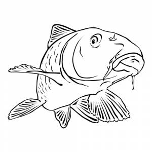 Раскраска Карп