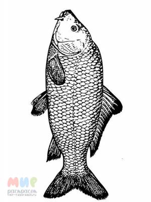 Раскраска Рыба Карп