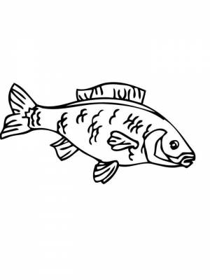 Раскраска рыба Карп  картинку для девочек