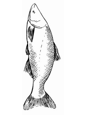 Раскраски Карп