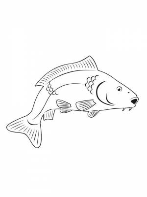 Раскраска рыба Карп  картинку для детей