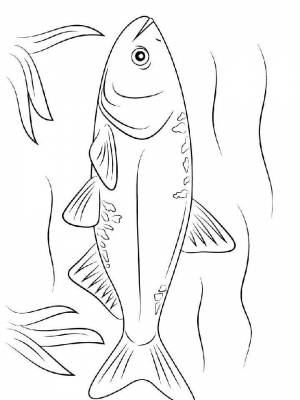 Картинка рыба Карп  для детей