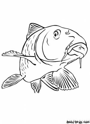 Раскраска Карп для детей