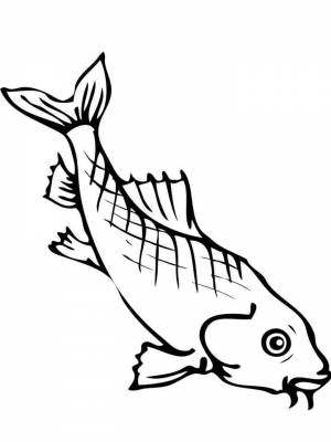 Картинка рыба Карп раскраска  для девочек